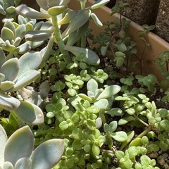プランターごと！多肉植物セダムの画像