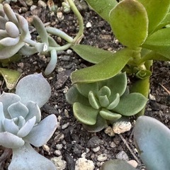 プランターごと！多肉植物セダムの画像