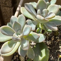 プランターごと！多肉植物セダムの画像