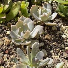 プランターごと！多肉植物セダムの画像