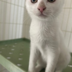 里親募集です！