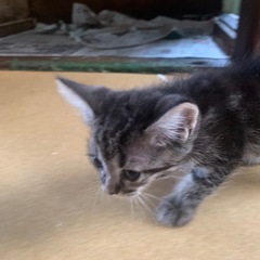 里親募集