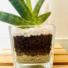 サンスベリア　ボンサレンシス　観葉植物　ハイドロカルチャーの画像