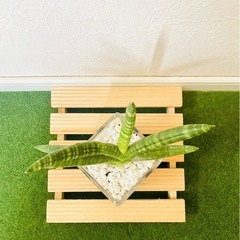 サンスベリア　ボンサレンシス　観葉植物　ハイドロカルチャーの画像