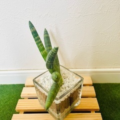 サンスベリア　ボンサレンシス　観葉植物　ハイドロカルチャーの画像