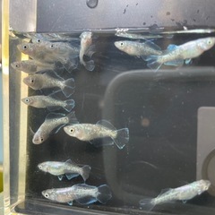 スペードめだか⭐︎メダカの画像