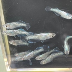 スペードめだか⭐︎メダカの画像