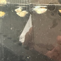 メダカ！凛華ダルマの画像