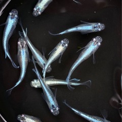 【メダカ若魚 MIX20匹】の画像