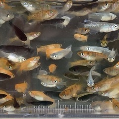 【メダカ若魚 MIX20匹】の画像