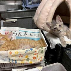 仲良し兄妹　一緒にお迎えできる方