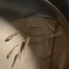 改良メダカ  若魚  10匹  ✨琥珀ラメ✨の画像