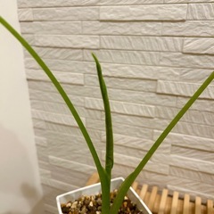 ★お値下げ★　①観葉植物 アロカシア グリーンベルベット 長鉢(スクエア型)プラ鉢3.5号　受け皿付きの画像