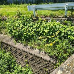 ‪🌱‬草刈りお手伝いさせて下さい！！‪🌱‬