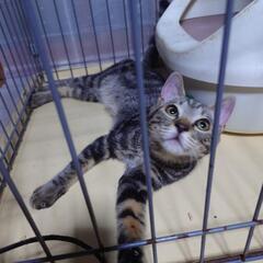 アメショウ柄の可愛い子猫里親募集致します。
