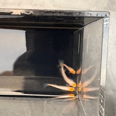 メダカの画像