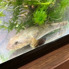 決まりました‼️ドンコ(大)🐟川魚SALEの画像