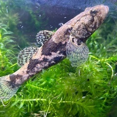決まりました‼️ドンコ(大)🐟川魚SALEの画像