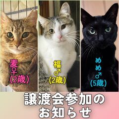 📢保護猫譲渡会参加のお知らせです🌸 
