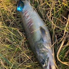 釣り友！