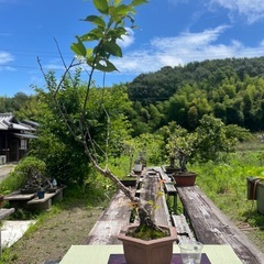 明日❣️特別価格🌸大サービス盆栽✨桜と真弓の画像