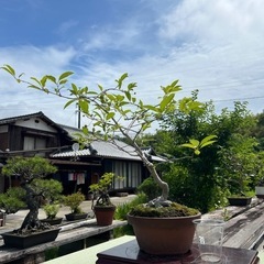 明日❣️特別価格🌸大サービス盆栽✨桜と真弓の画像