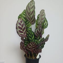 2000円　カラテア・マコヤナ　4号　観葉植物　の画像