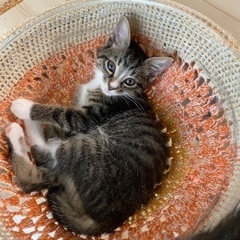 おメメくりくりラブちゃんの子猫トマト🍅