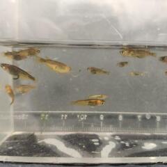 竜章鳳姿(若魚、稚魚ミックス)8匹700円の画像