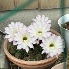 花サボテン 1の画像