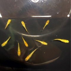 金ピカ💐REKULIS若魚＊＊計７匹.レクリス.メダカの画像