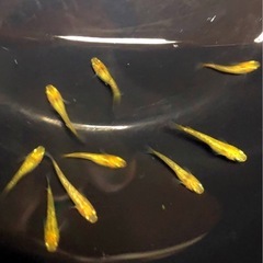 金ピカ💐REKULIS若魚＊＊計７匹.レクリス.メダカの画像
