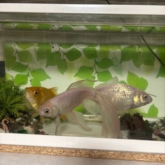 金魚3匹＋水槽セットの画像