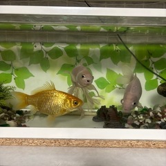 金魚3匹＋水槽セットの画像
