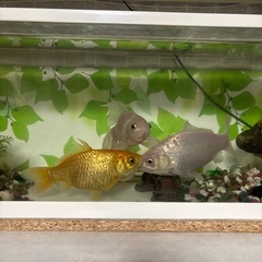 金魚3匹＋水槽セットの画像