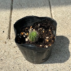 花サボテン2の画像
