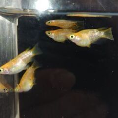 お取り引き先決定　【紅帝ラメダルマ】　若魚　10匹の画像