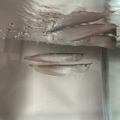 シルバーアロワナ生体の画像