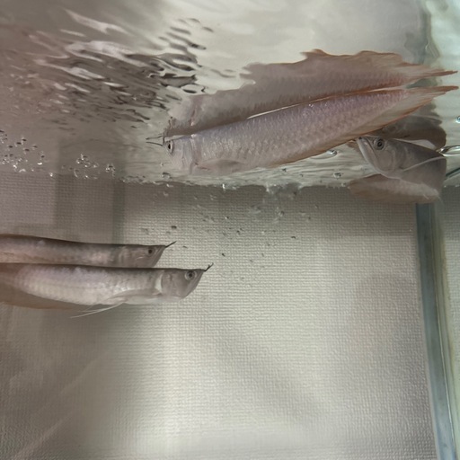 シルバーアロワナ生体