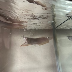 シルバーアロワナ生体の画像
