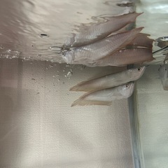 シルバーアロワナ生体の画像