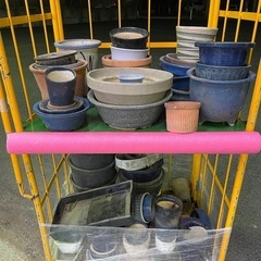 本日限り　植木鉢無料の画像