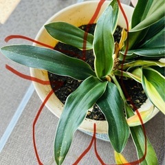 万年青斑入り　抜き苗ガーデニング風水観葉植物の画像