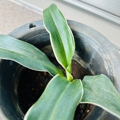 万年青斑入り　抜き苗ガーデニング風水観葉植物の画像