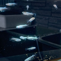 メダカ　めだか　掛け合わせメダカの画像