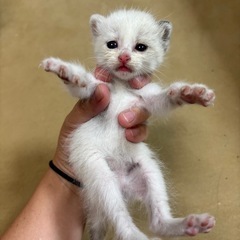 ★急募★⭐︎生まれたての子猫を救いたい⭐︎