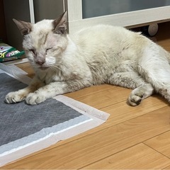 迷い猫保護しました　埼玉県鹿山