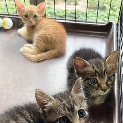 3兄妹🐱茶トラとキジトラ 