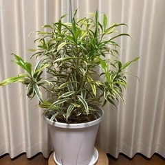 観葉植物ドラセナソングオブインディアの画像