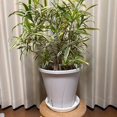 観葉植物ドラセナソングオブインディアの画像